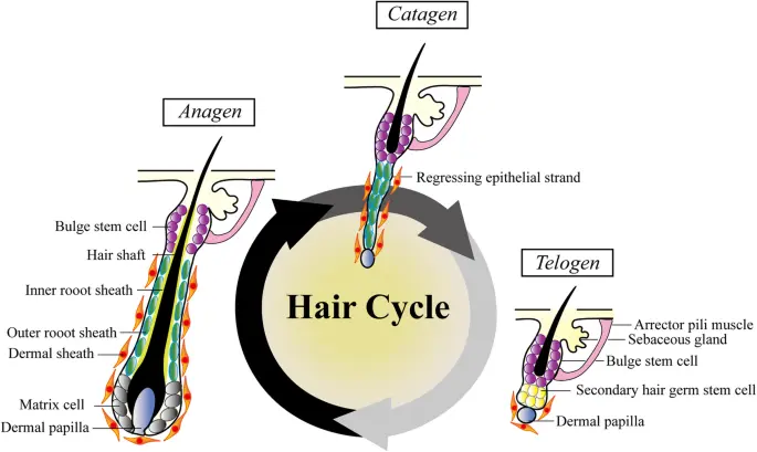 rôle des cellules souches dans le fonctionnement du follicule pileux et la croissance des cheveux