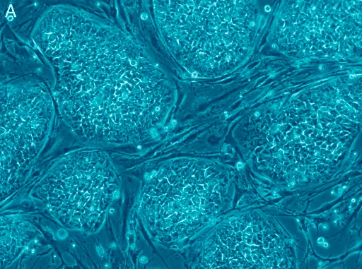 Les cellules souches pluripotentes pour la médecine régénérative