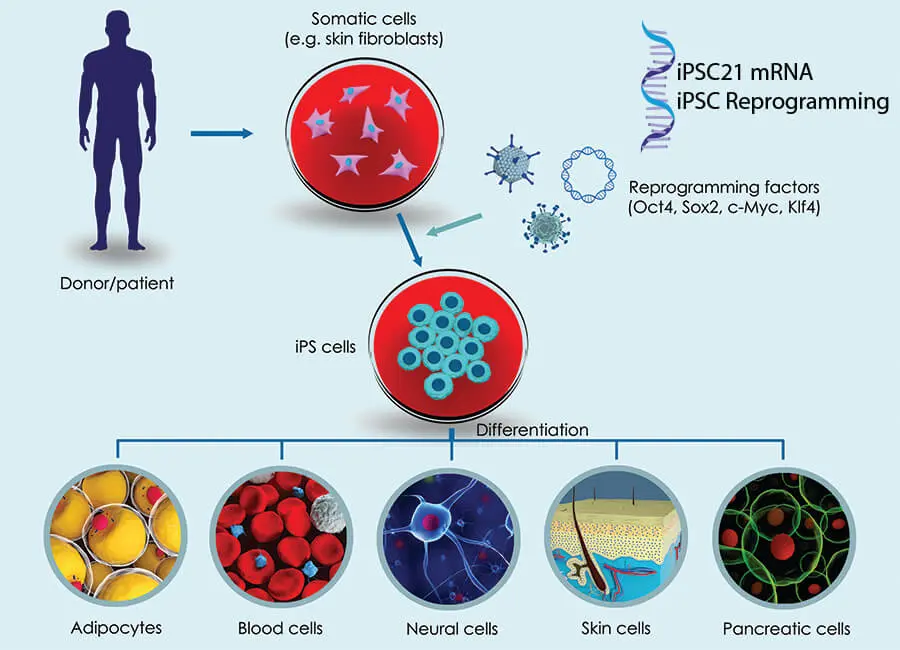 reprogrammation d'une cellule adulte en iPSC