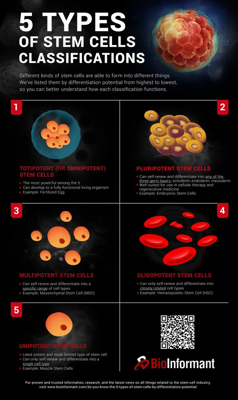 application potentielle des cellules souches