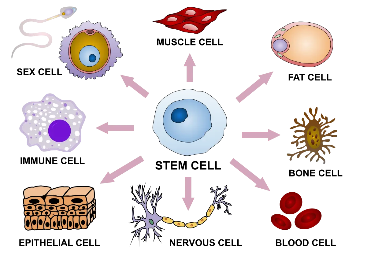 Un schéma illustrant comment les cellules souches se différencient en cellules spécialisées