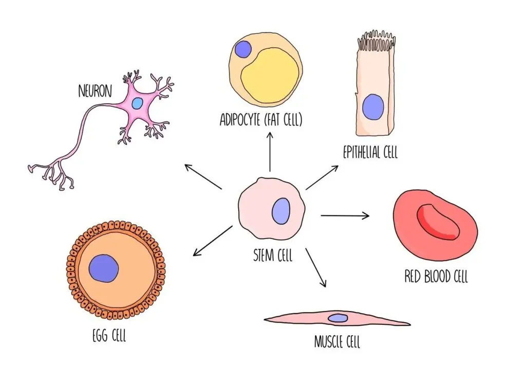 Cellule souche se transformant en cellule spécialisée
