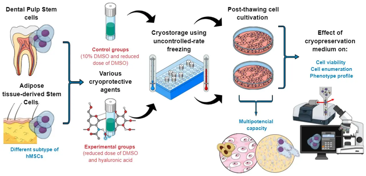 Un schéma illustrant le processus d'extraction, de culture et de transplantation des cellules souches