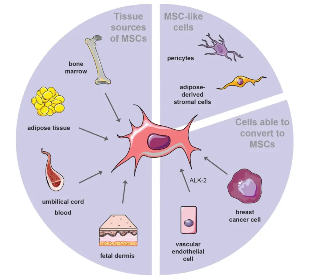 Un schéma montrant comment les cellules souches se différencient en divers types de cellules et réparent les tissus rénaux endommagés.