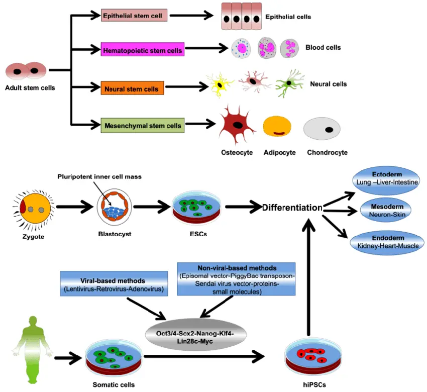 Types de cellules souches