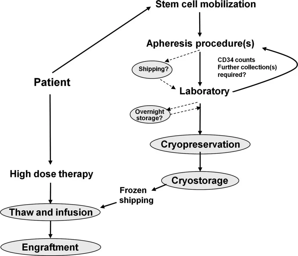 Un organigramme illustrant le processus de prélèvement, de traitement et d'injection des cellules souches.