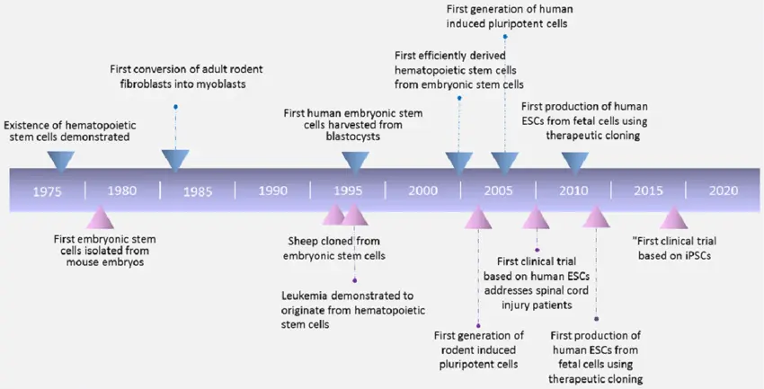 Chronologie de la recherche sur les cellules souches