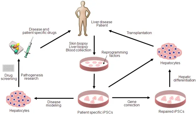 Une représentation graphique de la différenciation des cellules souches et de son application potentielle dans le traitement des maladies du foie