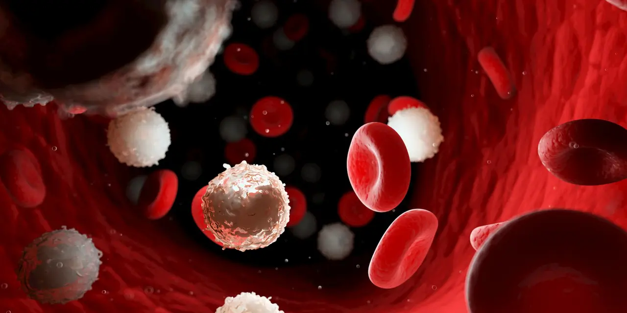 Une micrographie montrant des cellules souches se transformant en cellules musculaires cardiaques