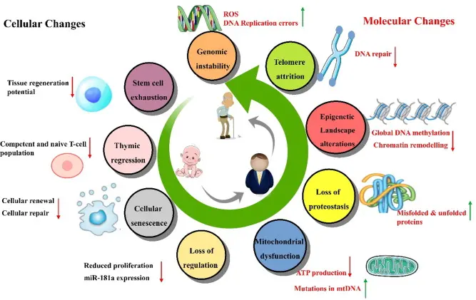 Processus de vieillissement au niveau cellulaire