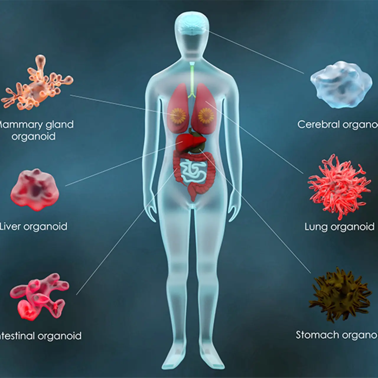 Une infographie illustrant les différentes maladies traitées par la thérapie par cellules souches
