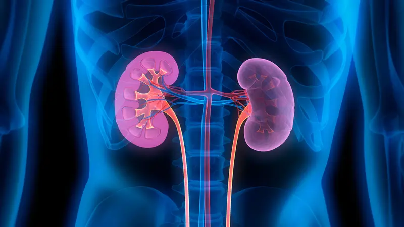Comment la thérapie par cellules souches pourrait révolutionner le traitement rénal