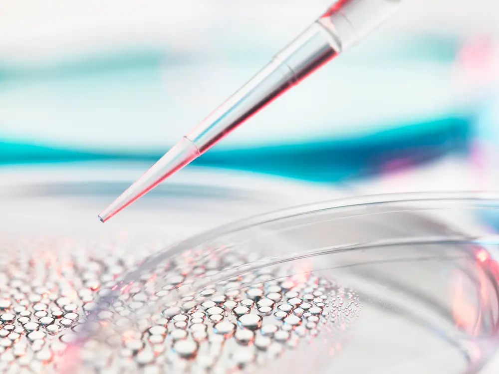 Recherche sur les cellules souches, pipetage d'un échantillon dans une boîte de Petri contenant des cellules souches pour la recherche médicale