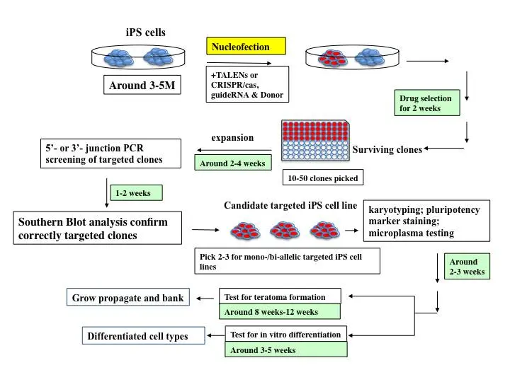 Représentation graphique du processus d'ingénierie des iPSC.