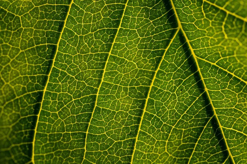 Les cellules souches pluripotentes pour la médecine régénérative