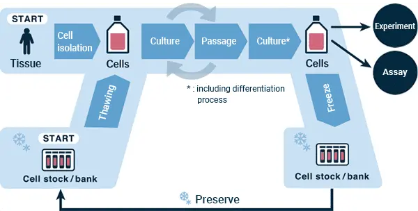 Image présentant le processus de culture de cellules souches en laboratoire