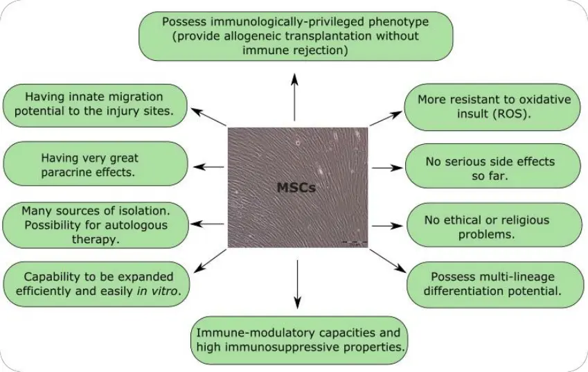 Une infographie détaillée expliquant les propriétés et caractéristiques uniques des cellules souches mésenchymateuses