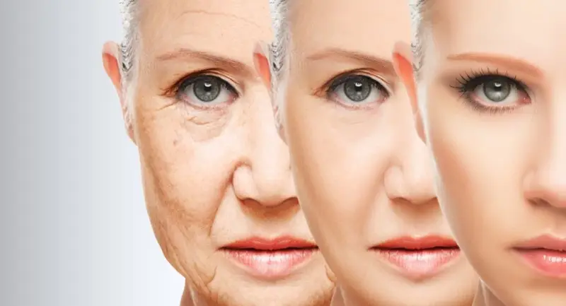 Cellules souches et anti-vieillissement : réalité ou fiction ?