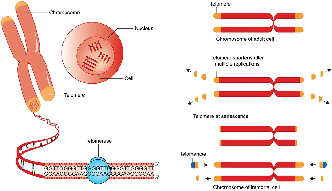 Un graphique illustrant comment les cellules souches peuvent influer sur la longueur des télomères, affectant ainsi le vieillissement