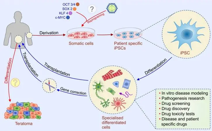 Un graphique mettant en évidence les considérations éthiques et les préoccupations de sécurité dans la thérapie par cellules souches