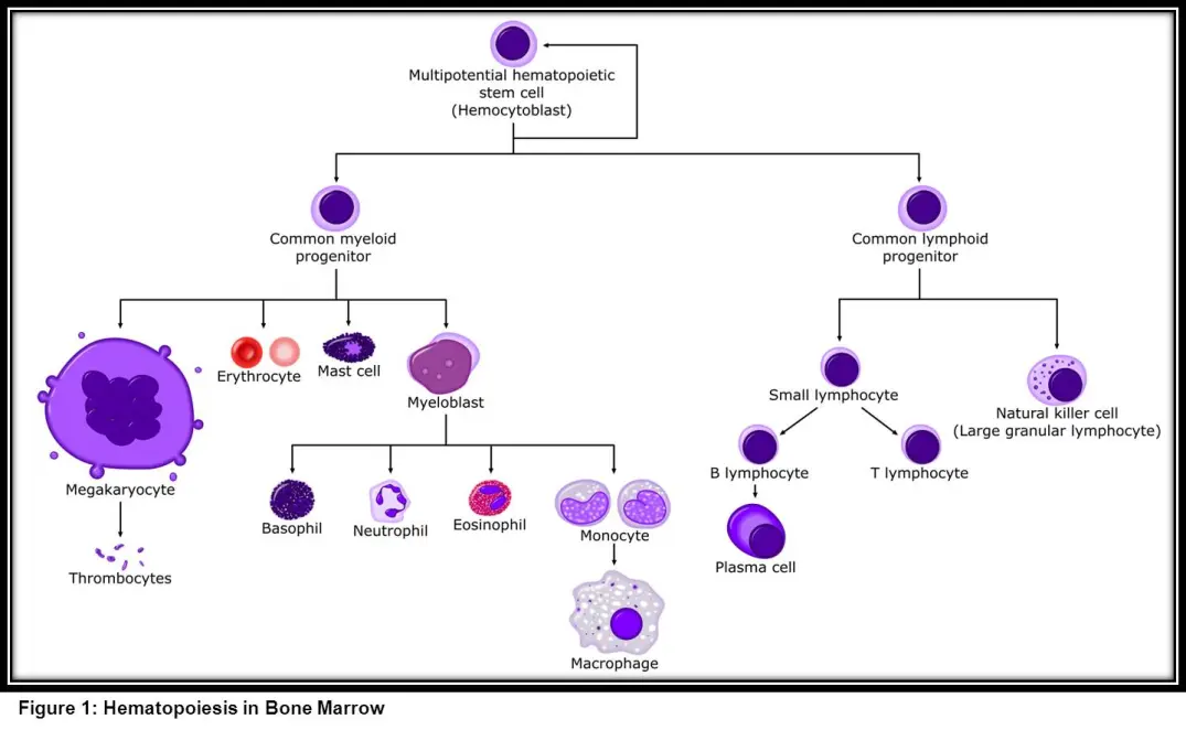 Un schéma détaillé illustrant le processus de division et de différenciation des cellules souches