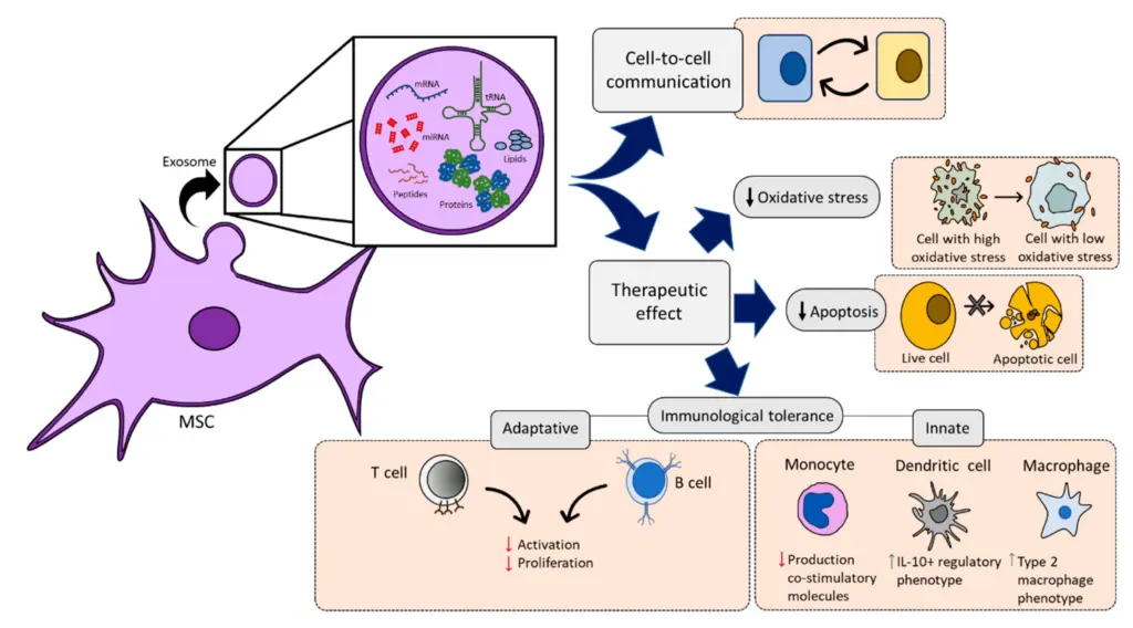 Un schéma montrant comment fonctionnent les cellules souches mésenchymateuses
