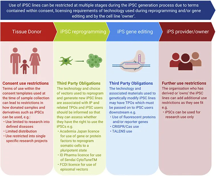 Une infographie montrant les applications potentielles des iPSC en médecine 