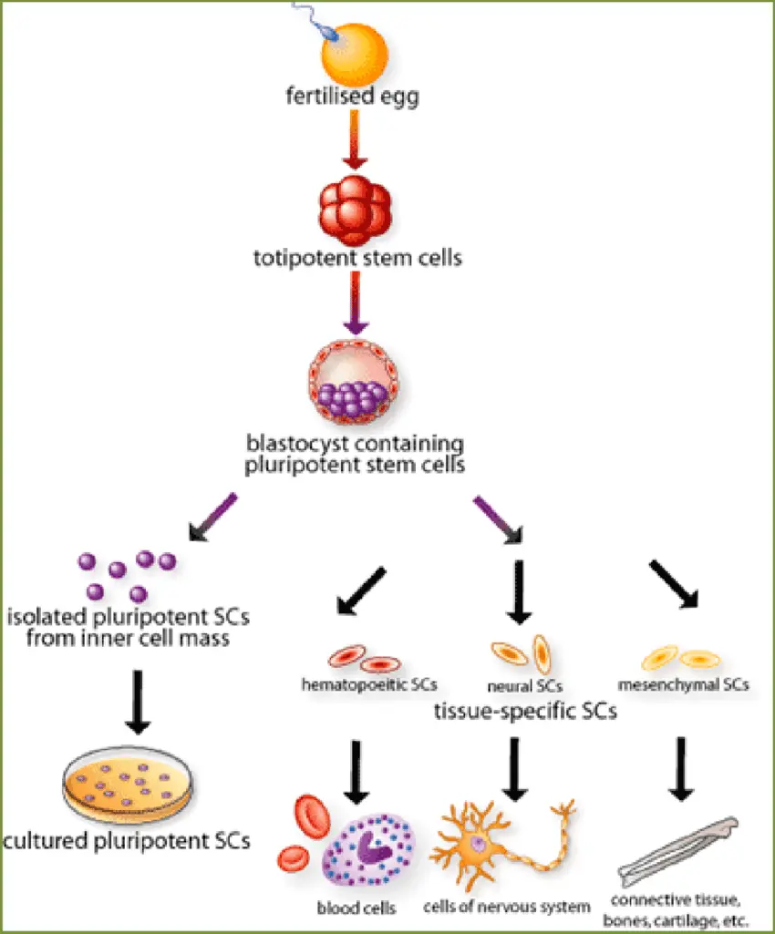Cette image représente le processus de différenciation des cellules souches, illustrant comment une seule cellule souche peut se développer en divers types cellulaires spécialisés
