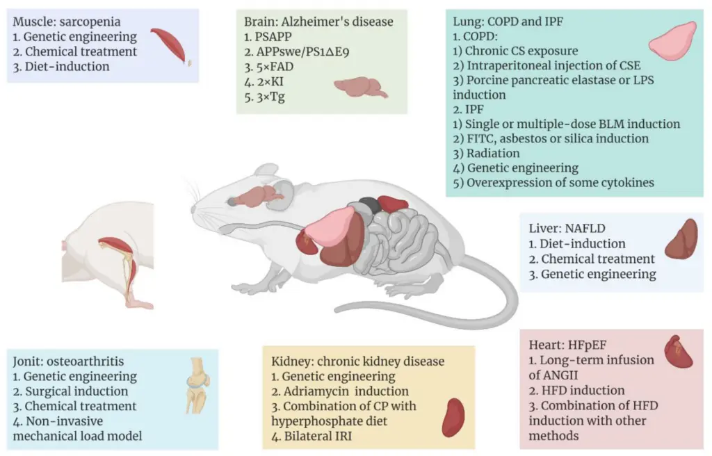 Une représentation graphique de l'inversion du vieillissement chez la souris grâce aux thérapies par cellules souches