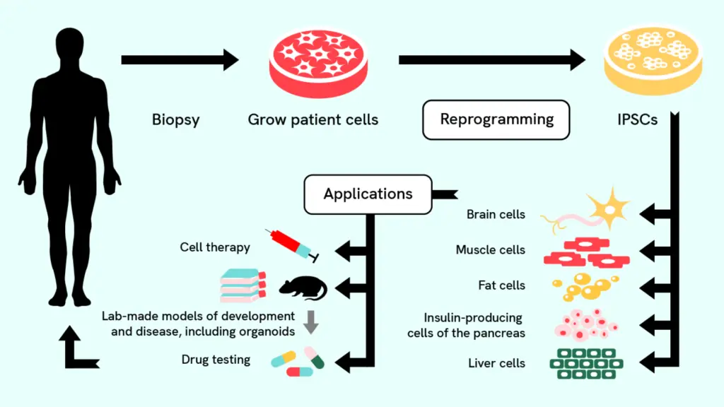 Une infographie montrant le potentiel des cellules souches pour transformer la médecine et les soins de santé..