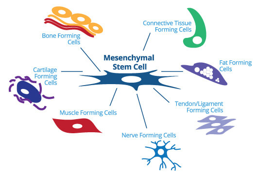 Schéma de cellules souches mésenchymateuses se différenciant en tissu nerveux, musculaire et cartilagineux
