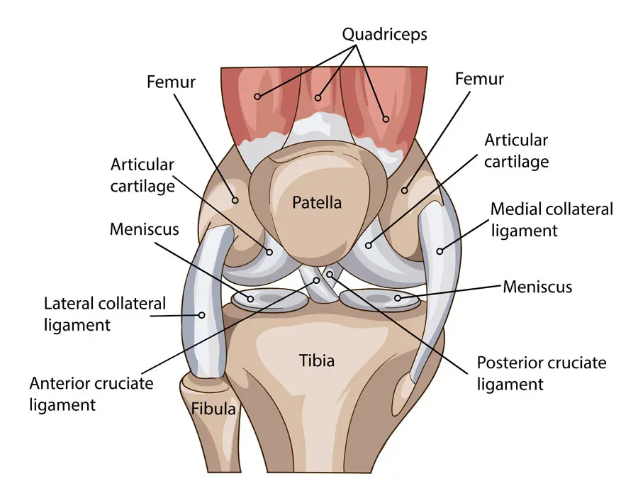 anatomie de l'articulation du genou
