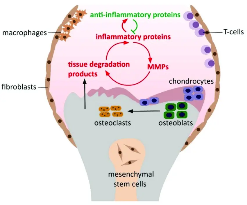 progression d'une blessure du genou grâce au traitement par cellules souches