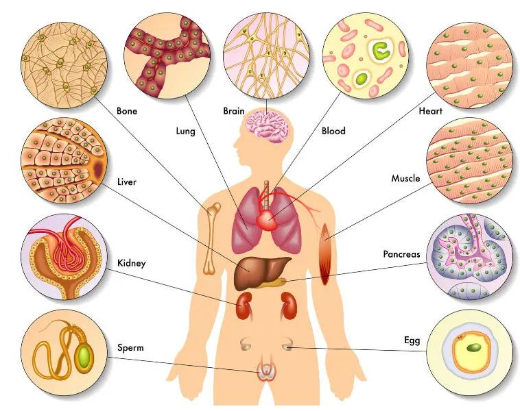 Une illustration représentant la polyvalence des cellules souches se transformant en diverses cellules du corps.